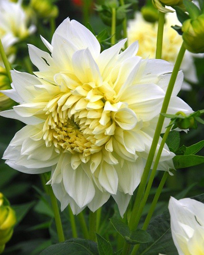 DAHLIA WHITE PERFECTION 10 kusov Novinka